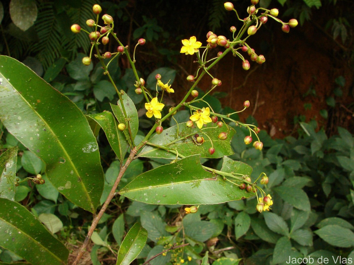 Campylospermum serratum (Gaertn.) Bittrich & M.C.E.Amaral